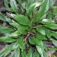 Cryptocoryne